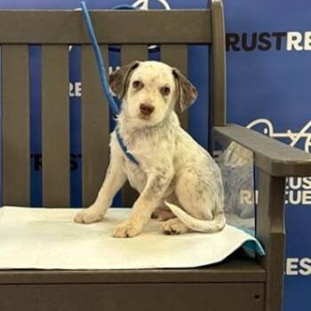 COSY -  Border Collie and Mixed Breed Dog for Adoption in Waterford, New Jersey - COSY | PetCurious
