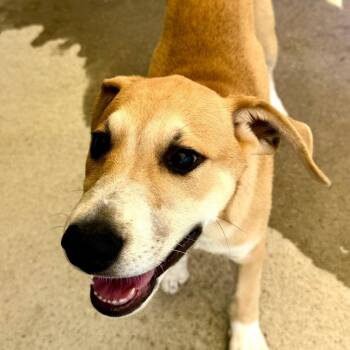 Nimbus (JN26-08) -  Mixed Breed Dog for Adoption in Peyton, Colorado - Nimbus (JN26-08) | PetCurious