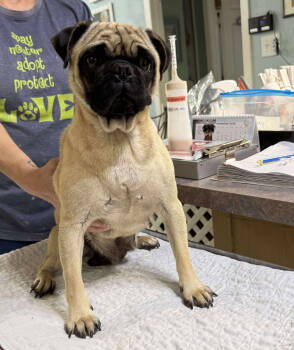 Rescue Pug Dogs for Adoption in Benton, Louisiana - Mooncake (NOT YET AVAILABLE) | PetCurious