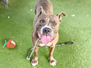 Tarzan -  Pit Bull Terrier Dog for Adoption in Whittier, California - Tarzan | PetCurious