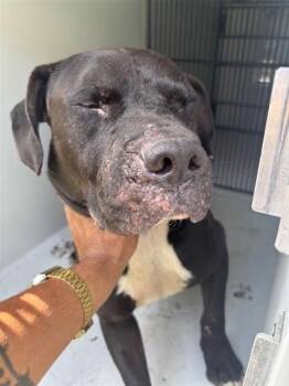 A660408 -  Pit Bull Terrier Dog for Adoption in Houston, Texas - A660408 | PetCurious
