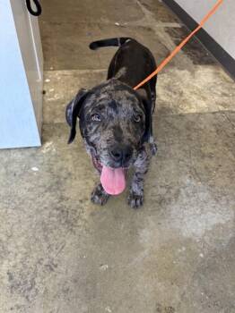 GRANITE - ADOPTION PENDING -  Cane Corso Dog for Adoption in Ontario, California - GRANITE - ADOPTION PENDING | PetCurious
