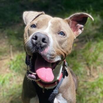 Asher -  Pit Bull Terrier Dog for Adoption in Milledgeville, Georgia - Asher | PetCurious