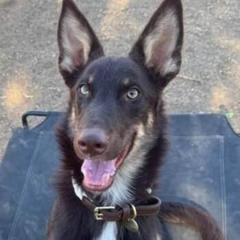George -  Shepherd and Corgi Dog for Adoption in Agua Dulce, California - George | PetCurious