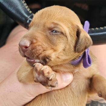 London -  Doberman Pinscher and Mixed Breed Dog for Adoption in Oceanside, California - London | PetCurious