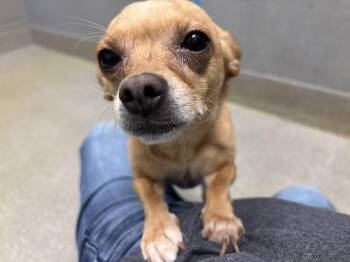 Chihuahua Dogs Available for Adoption in Las Vegas, Nevada - MARYROSE | PetCurious