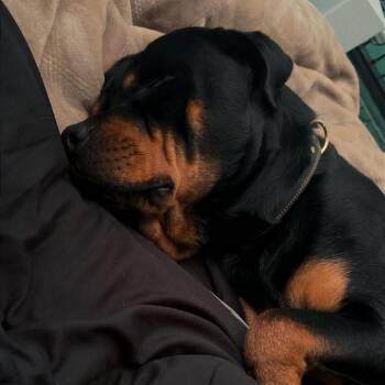 Jax - Home to Home -  Rottweiler Dog for Adoption in South Elgin, Illinois - Jax - Home To Home | PetCurious