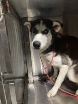 Mixed Breed Dogs Available for Adoption in Dallas, Texas - ROSE | PetCurious