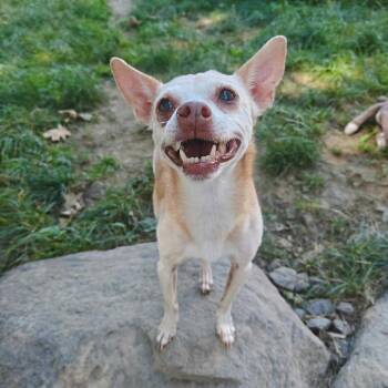 Gilbert -  Chihuahua and Mixed Breed Dog for Adoption in Worcester, Massachusetts - Gilbert | PetCurious