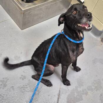 09/20/2026-Stray-RadfordStreet"Draco" -  Mixed Breed Dog for Adoption in Columbus, Georgia - 09/20/2026-Stray-RadfordStreet"Draco" | PetCurious
