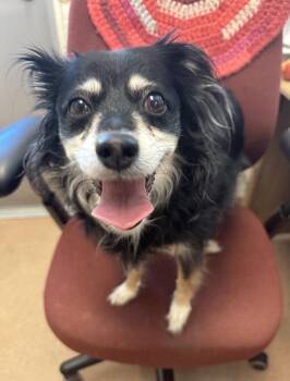 Essa -  Mixed Breed Dog for Adoption in Santa Rosa, California - Essa | PetCurious