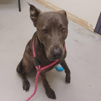 Shepherd Dogs Available for Adoption - Frost | PetCurious