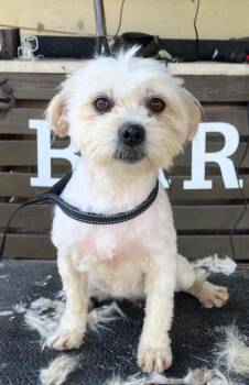 Maltese Dogs Available for Adoption in San Diego, California - Lulu | PetCurious