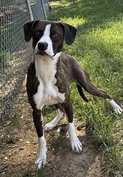 Beagle and Mixed Breed Dogs Available for Adoption in Wilkesboro, North Carolina - Harlow | PetCurious