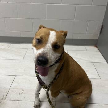 Claire -  Pit Bull Terrier Dog for Adoption in Lufkin, Texas - Claire | PetCurious