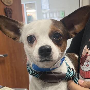Lobster -  Chihuahua Dog for Adoption in Yuma, Arizona - Lobster | PetCurious
