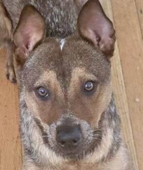 Rex -  Australian Cattle Dog Blue Heeler Dog for Adoption in Torrance, California - Rex | PetCurious