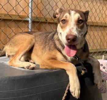 Rescue Mixed Breed Dogs for Adoption in Luling, Texas - Oakleigh | PetCurious