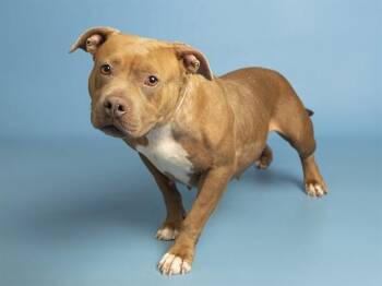MADONNA -  Pit Bull Terrier Dog for Adoption in Phoenix, Arizona - MADONNA | PetCurious