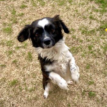 Spaniel and Papillon Dogs Available for Adoption in Fort Collins, Colorado - Hattie | PetCurious