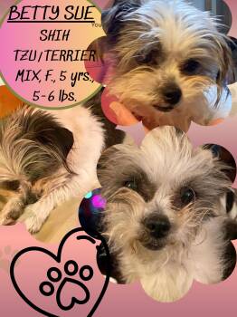 Shih Tzu Dogs Available for Adoption - BETTY SUE | PetCurious