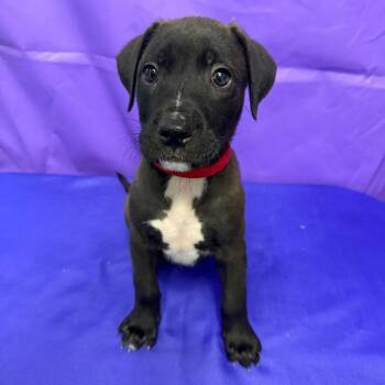 Tiberius -  Pit Bull Terrier and Mixed Breed Dog for Adoption in North Myrtle Beach, South Carolina - Tiberius | PetCurious