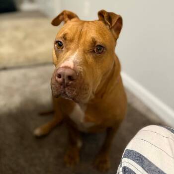 American Staffordshire Terrier Dogs Available for Adoption in Wando, South Carolina - Londyn | PetCurious