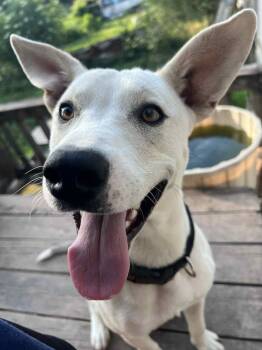 Rescue White German Shepherd and Labrador Retriever Dogs for Adoption in Melbourne, Arkansas - Hitch | PetCurious