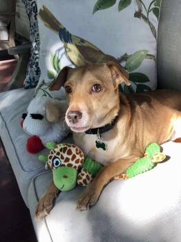 Rescue Chihuahua and Spaniel Dogs for Adoption in Saugus, Massachusetts - Peony Penny | PetCurious