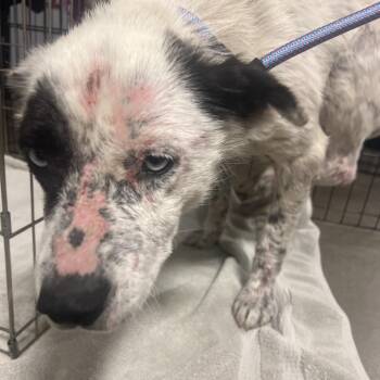 Delilah -  Mixed Breed Dog for Adoption in Bismarck, North Dakota - Delilah | PetCurious