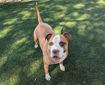 PEPPA PIG -  Pit Bull Terrier Dog for Adoption in Antioch, California - PEPPA PIG | PetCurious