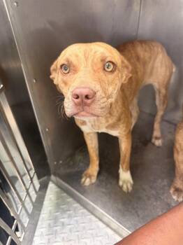 Mixed Breed Dogs Available for Adoption in Dallas, Texas - AMIRA | PetCurious