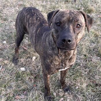Plott Hound and Mixed Breed Dogs Available for Adoption in Kansas City, Kansas - Mumsy | PetCurious