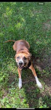 Black Mouth Cur and Hound Dogs Available for Adoption in Mobile, Alabama - ~ Courtesy ~ Joy  | PetCurious