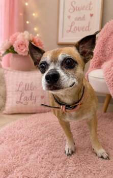 Chihuahua and Mixed Breed Dogs Available for Adoption in St. Augustine, Florida - Snow White | PetCurious
