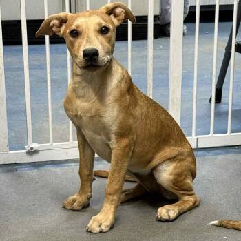 Rescue Yellow Labrador Retriever Dogs for Adoption in Hamilton, Georgia - Magic | PetCurious