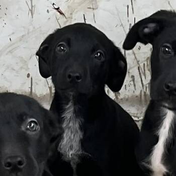 Rescue Black Labrador Retriever Dogs for Adoption in Spring, Texas - Ginny | PetCurious