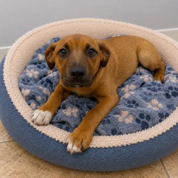 SAKONNET -  Mixed Breed Dog Available for Adoption in Cranston, Rhode Island - SAKONNET | PetCurious