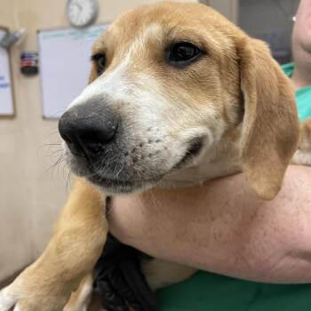Hound Dogs Available for Adoption - Dakota | PetCurious