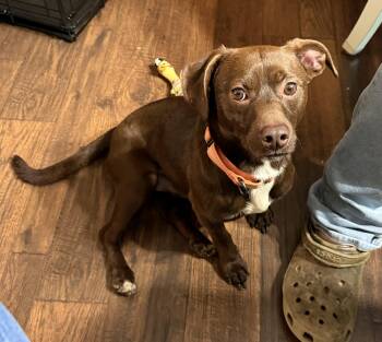 Labrador Retriever and Chihuahua Dogs Available for Adoption in San Antonio, Texas - Jerry | PetCurious