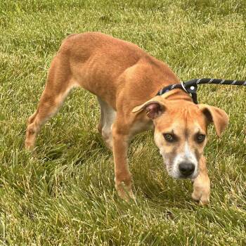 Rescue Beagle and Hound Dogs for Adoption in Rochester, New York - Kane | PetCurious