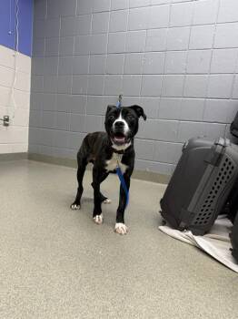 MUTTZARELLA -  Boxer Dog for Adoption in Omaha, Nebraska - MUTTZARELLA | PetCurious