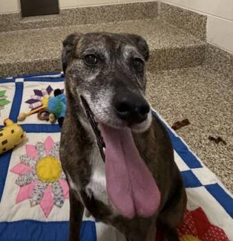 Misty -  Mixed Breed Dog for Adoption in Westland, Michigan - Misty | PetCurious