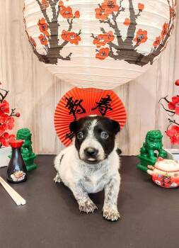 Chinese Takeout Litter - Dim Sum -  Australian Cattle Dog Blue Heeler Dog for Adoption in Columbus, Ohio - Chinese Takeout Litter - Dim Sum | PetCurious