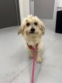 Shih Tzu and Maltese Dogs Available for Adoption in Valrico, Florida - Dorito | PetCurious