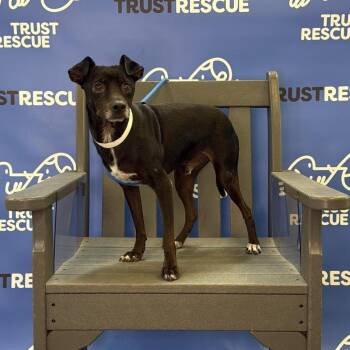 JOEY -  Terrier and Mixed Breed Dog for Adoption in Waterford, New Jersey - JOEY | PetCurious