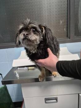 Maltese Dogs Available for Adoption in Lawrenceville, Georgia - Pen 231 | PetCurious