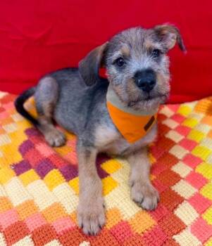 Bert -  Schnauzer Dog for Adoption in Sedalia, Colorado - Bert | PetCurious