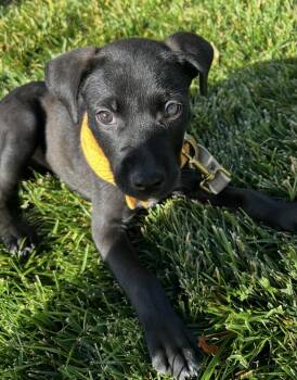 Kyla -  Labrador Retriever Dog for Adoption in Elizabeth, Colorado - Kyla | PetCurious