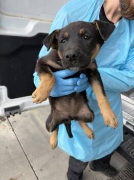 Franny -  German Shepherd Dog and Mixed Breed Dog for Adoption in Fresno, California - Franny | PetCurious